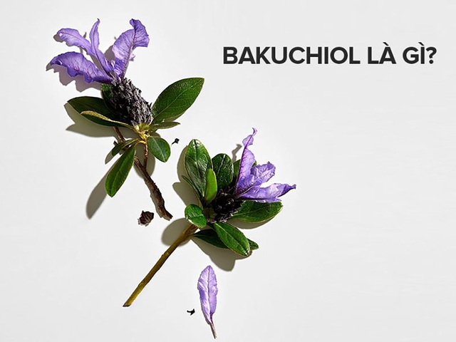 Bakuchiol là gì Tác dụng kỳ diệu với làn da và lưu ý khi sử dụng